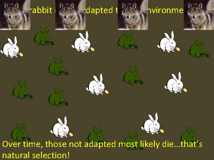 Which rabbit is best adapted to this environment? Over time, those not adapted most