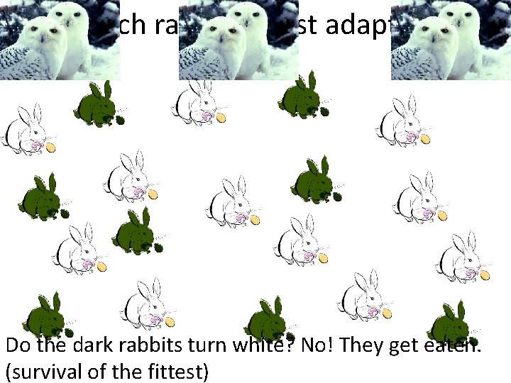 Which rabbit is best adapted? Do the dark rabbits turn white? No! They get