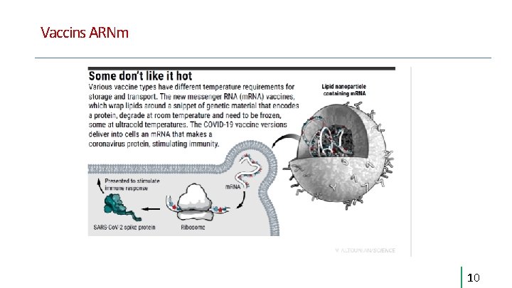 Vaccins ARNm 10 Vaccins ARNm 10