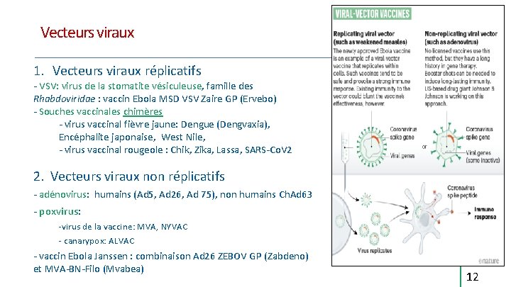 Vecteurs viraux 1. Vecteurs viraux réplicatifs - VSV: virus de la stomatite vésiculeuse, famille Vecteurs viraux 1. Vecteurs viraux réplicatifs - VSV: virus de la stomatite vésiculeuse, famille