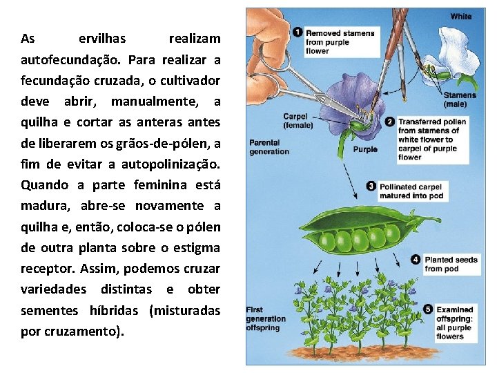 Os Experimentos de Mendel e a Primeira Lei