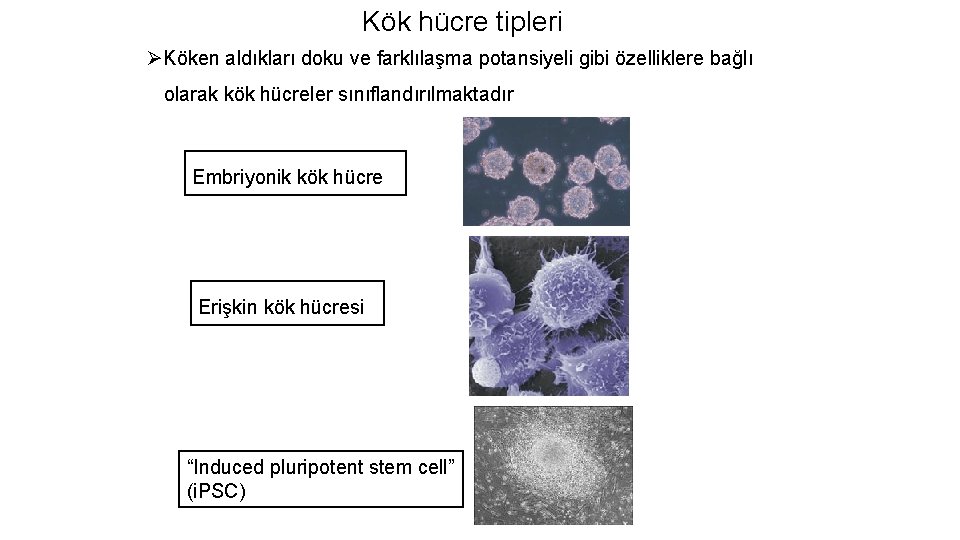 Kök hücre tipleri ØKöken aldıkları doku ve farklılaşma potansiyeli gibi özelliklere bağlı olarak kök