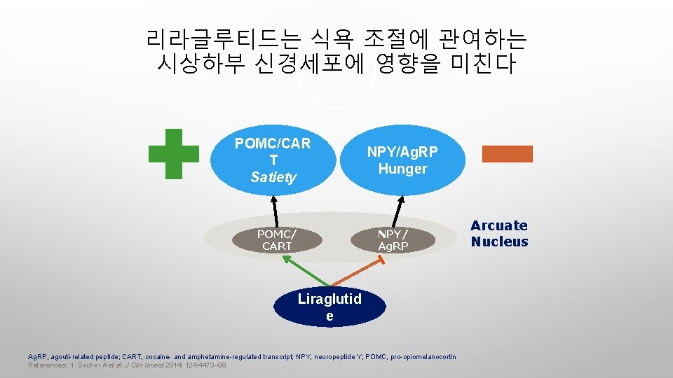 리라글루티드는 식욕 조절에 관여하는 시상하부 신경세포에 영향을 미친다 POMC/CAR T Satiety POMC/ CART NPY/Ag.