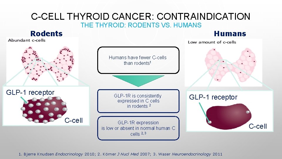 C-CELL THYROID CANCER: CONTRAINDICATION THE THYROID: RODENTS VS. HUMANS Humans Rodents Humans have fewer