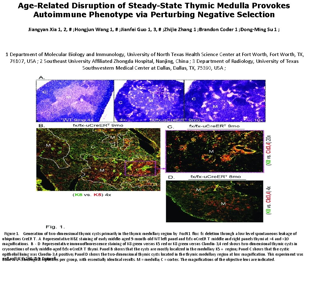 Age-Related Disruption of Steady-State Thymic Medulla Provokes Autoimmune Phenotype via Perturbing Negative Selection Jiangyan