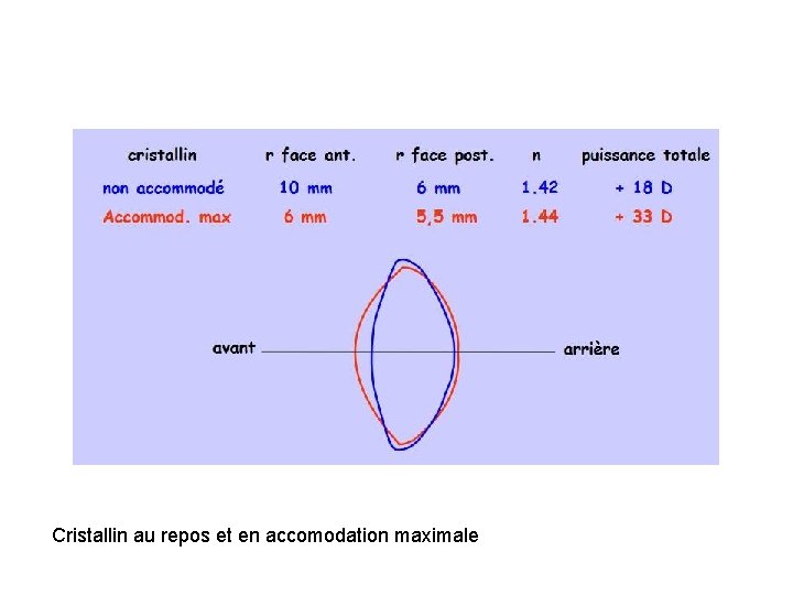 Cristallin au repos et en accomodation maximale 