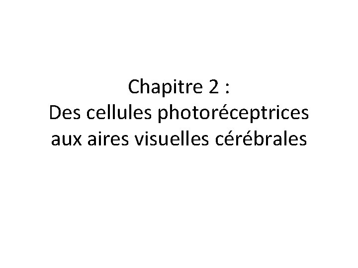 Chapitre 2 : Des cellules photoréceptrices aux aires visuelles cérébrales 