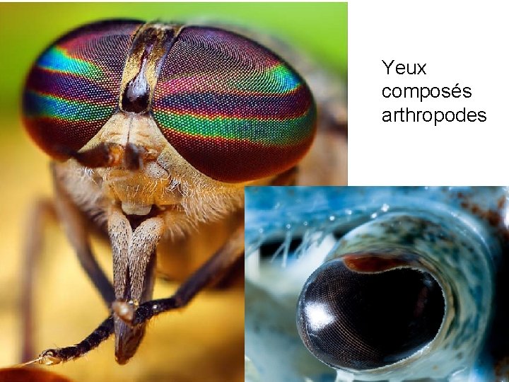 Yeux composés arthropodes 