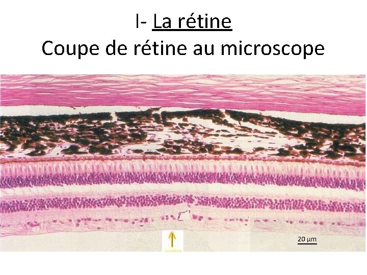 I- La rétine Coupe de rétine au microscope 