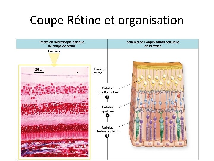 Coupe Rétine et organisation 