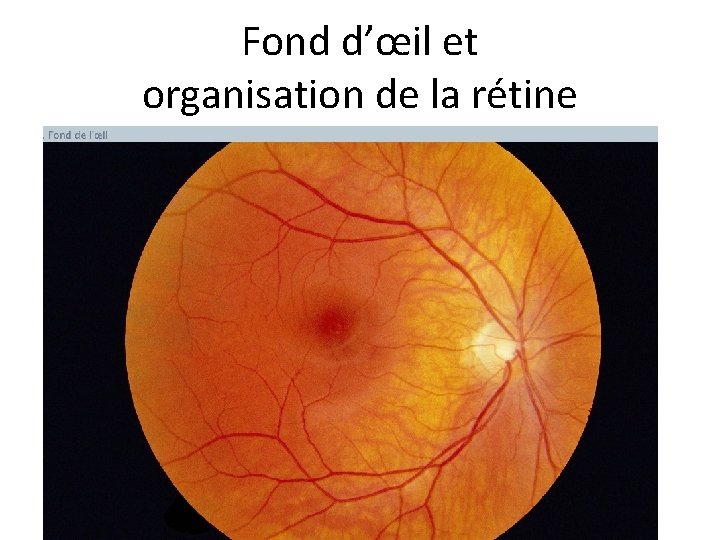 Fond d’œil et organisation de la rétine 