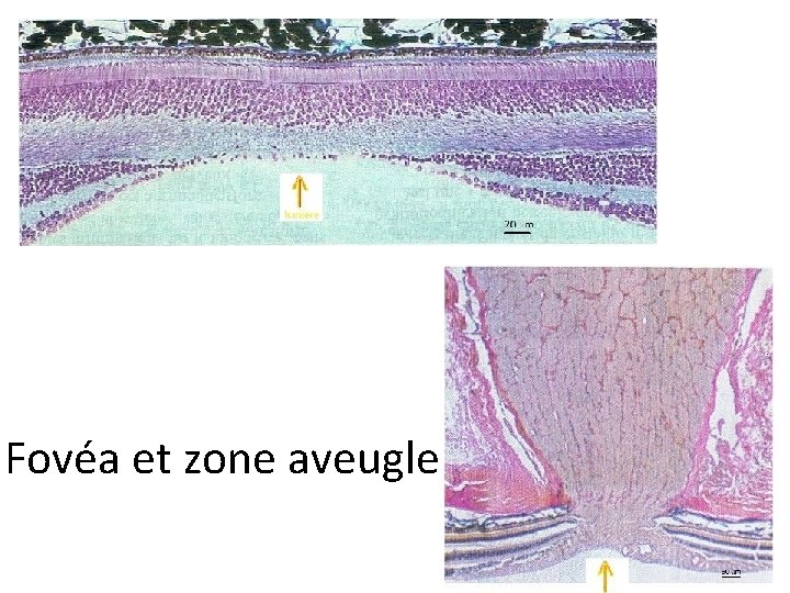 Fovéa et zone aveugle 