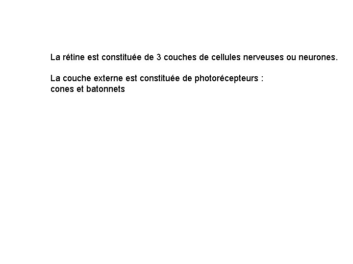 La rétine est constituée de 3 couches de cellules nerveuses ou neurones. La couche