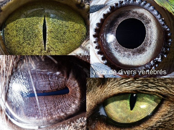 yeux de divers vertébrés 