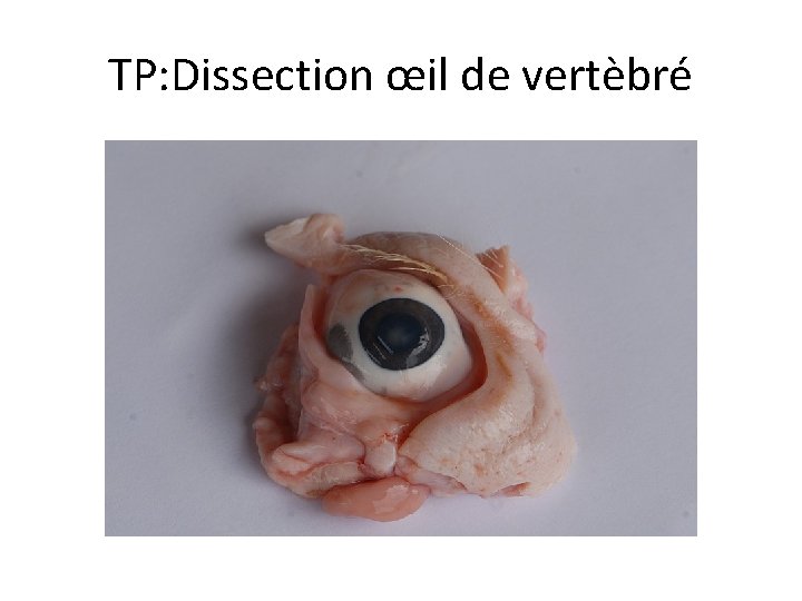 TP: Dissection œil de vertèbré 