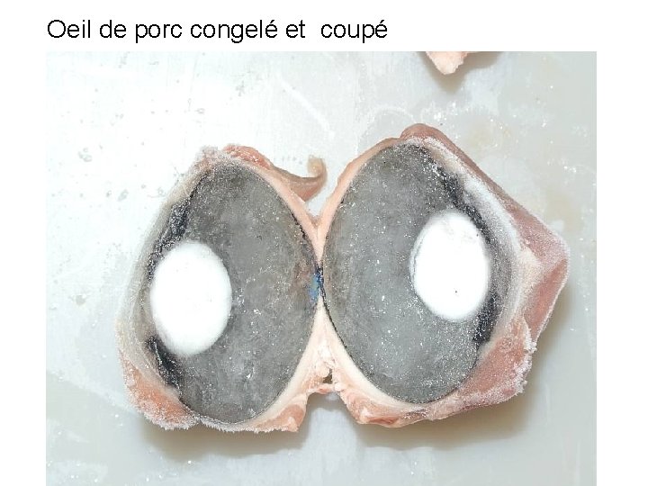 Oeil de porc congelé et coupé 