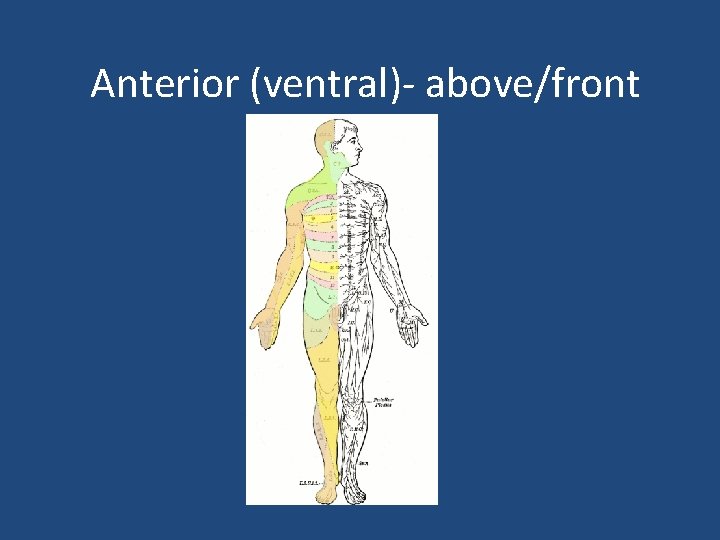 Anterior (ventral)- above/front 
