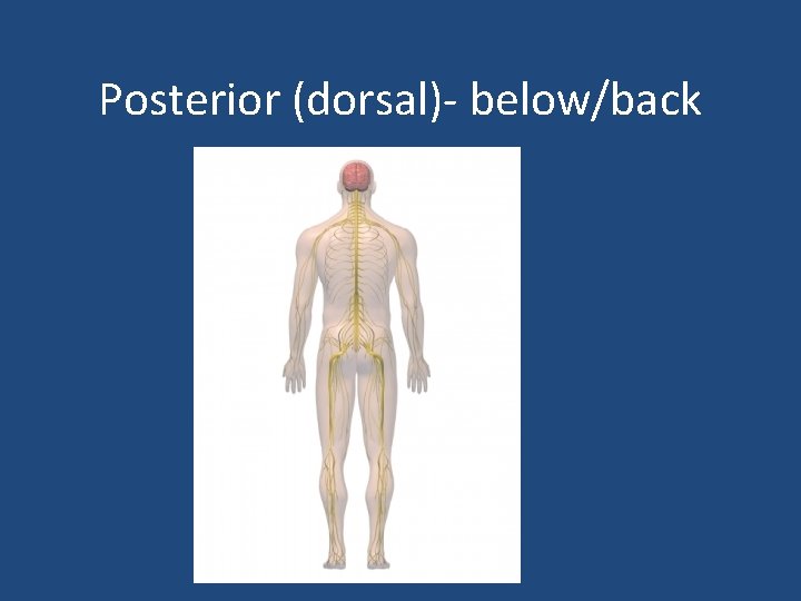 Posterior (dorsal)- below/back 