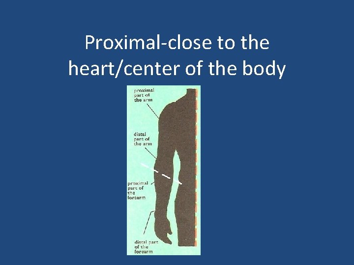 Proximal-close to the heart/center of the body 