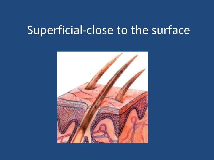 Superficial-close to the surface 