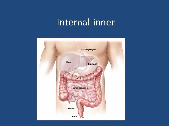 Internal-inner 