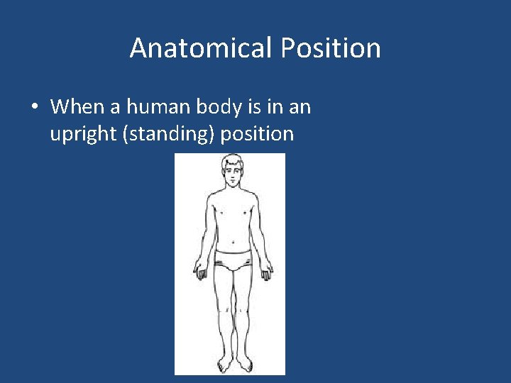 Anatomical Position • When a human body is in an upright (standing) position 