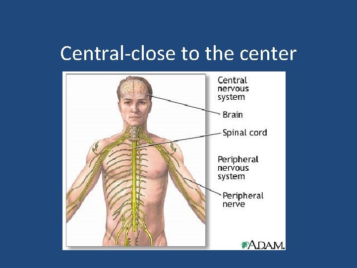 Central-close to the center 