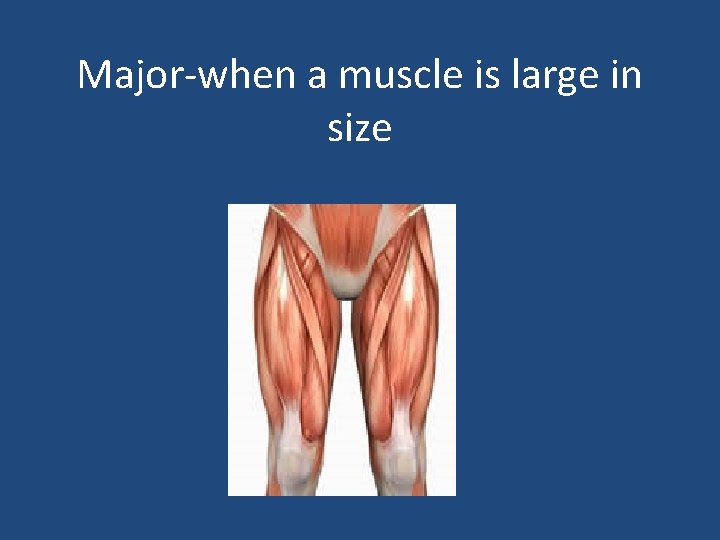 Major-when a muscle is large in size 