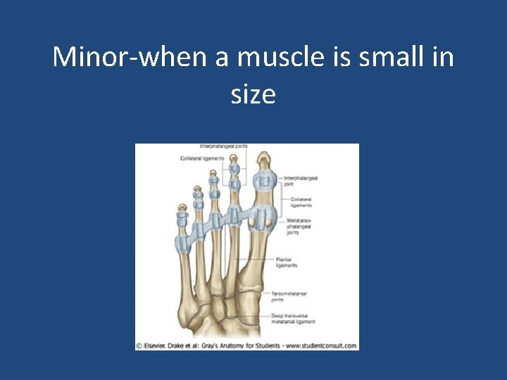 Minor-when a muscle is small in size 