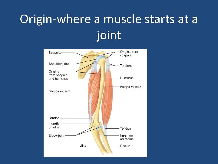 Origin-where a muscle starts at a joint 