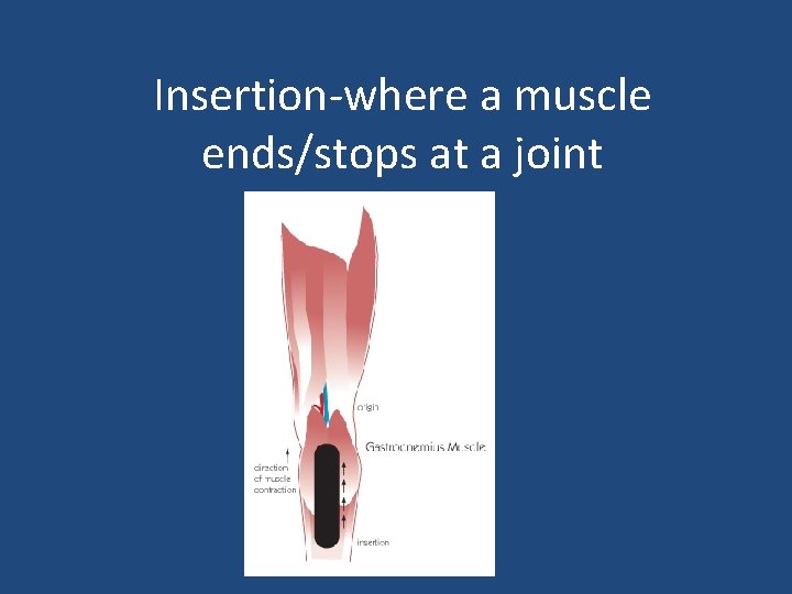 Insertion-where a muscle ends/stops at a joint 