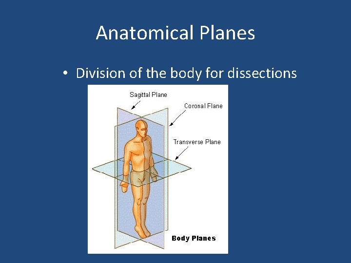 Anatomical Planes • Division of the body for dissections 