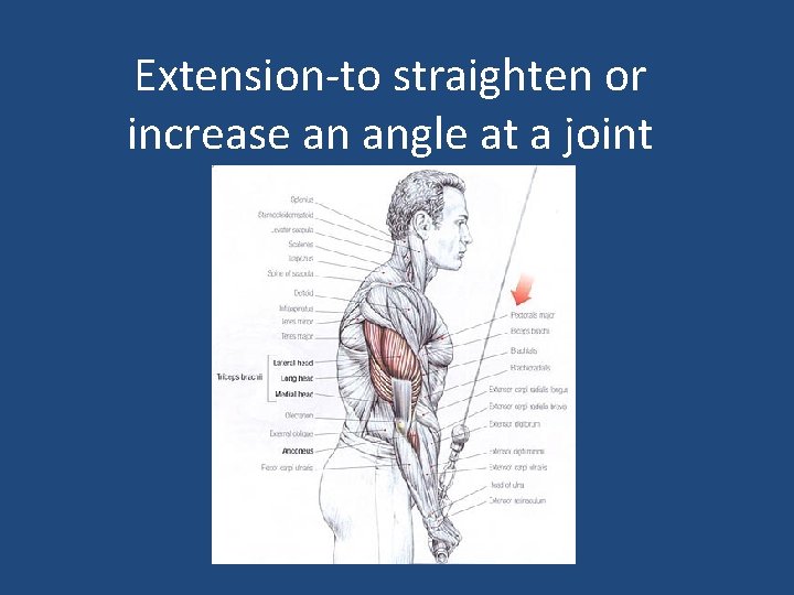 Extension-to straighten or increase an angle at a joint 