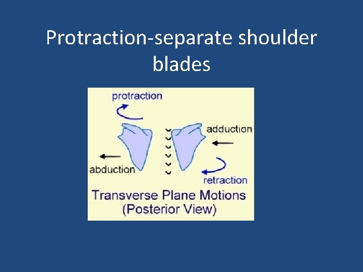 Protraction-separate shoulder blades 