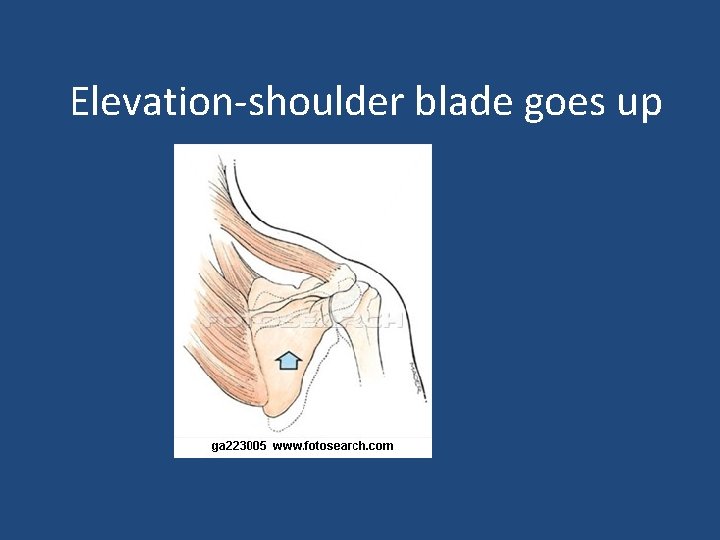 Elevation-shoulder blade goes up 