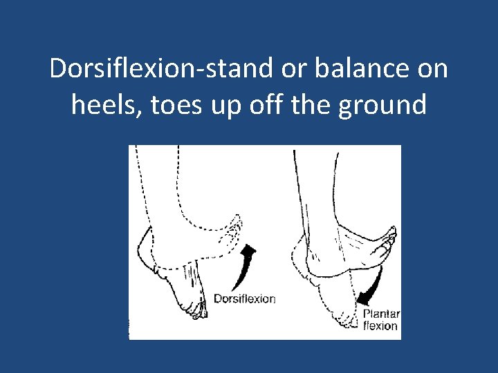Dorsiflexion-stand or balance on heels, toes up off the ground 