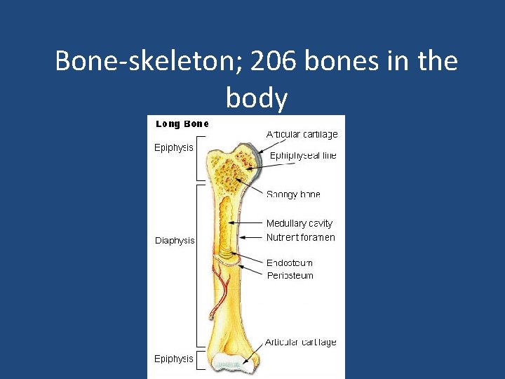 Bone-skeleton; 206 bones in the body 