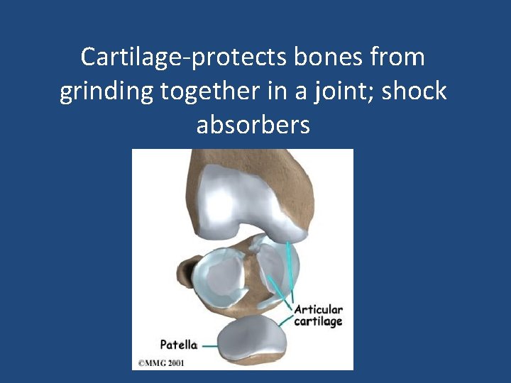 Cartilage-protects bones from grinding together in a joint; shock absorbers 