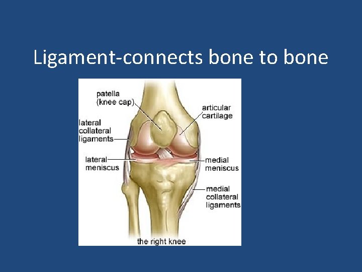 Ligament-connects bone to bone 