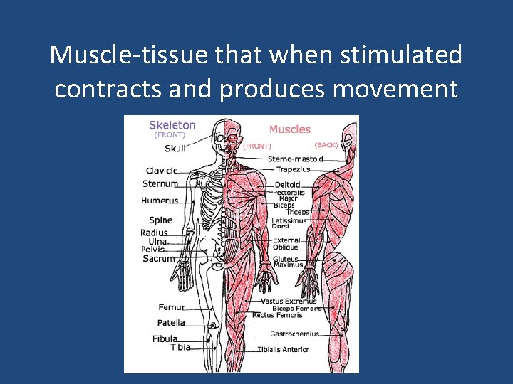 Muscle-tissue that when stimulated contracts and produces movement 