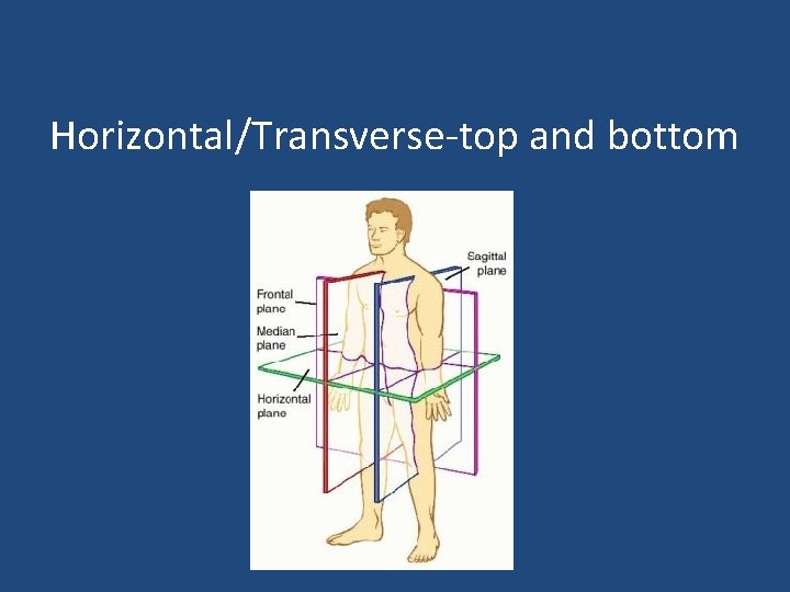 Horizontal/Transverse-top and bottom 
