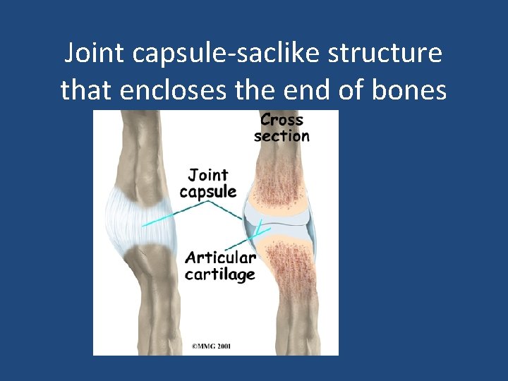 Joint capsule-saclike structure that encloses the end of bones 
