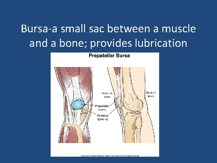 Bursa-a small sac between a muscle and a bone; provides lubrication 