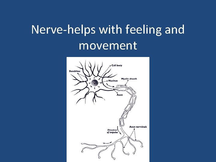 Nerve-helps with feeling and movement 