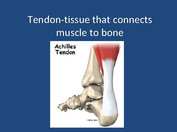 Tendon-tissue that connects muscle to bone 