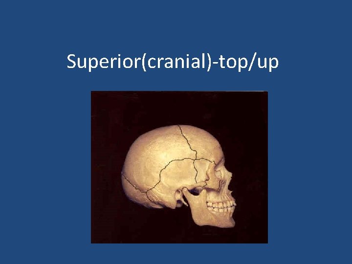 Superior(cranial)-top/up 