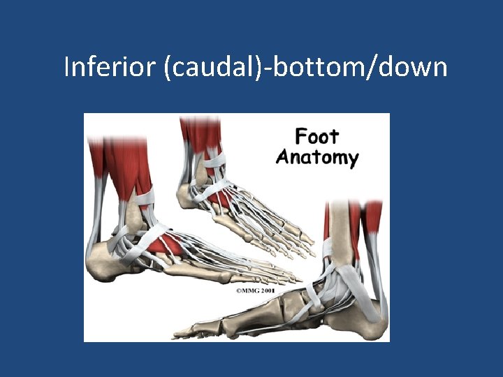 Inferior (caudal)-bottom/down 
