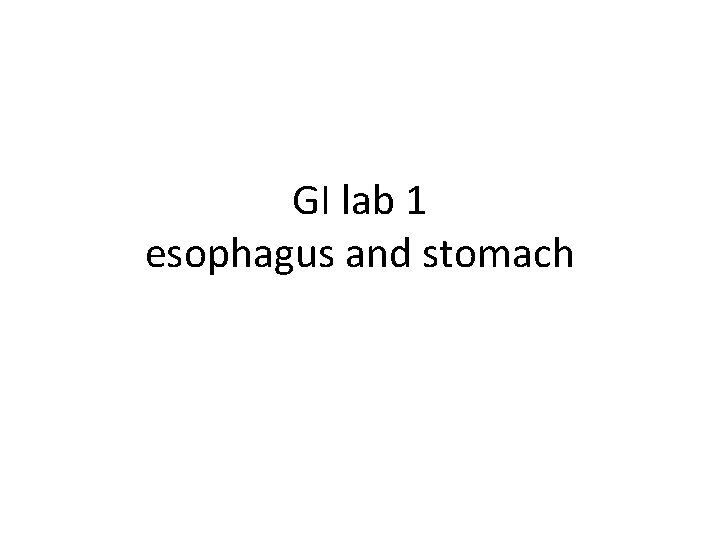 GI lab 1 esophagus and stomach 