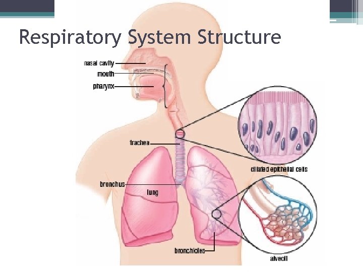 Respiratory System Structure 