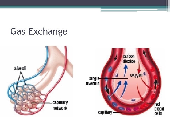 Gas Exchange 